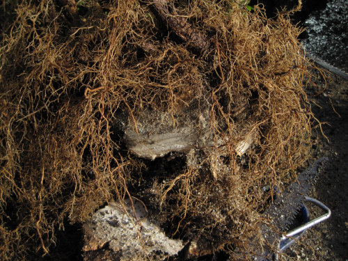 Privet Multi Trunk Bonsai